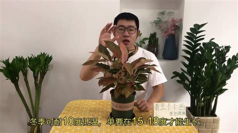 如意植物|如意皇后的作用和家居風水，你知道了必定會立刻養一。